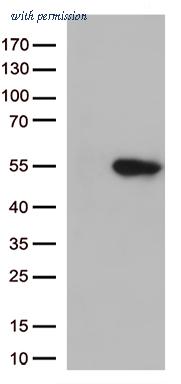 OriGene TA812961 image 1