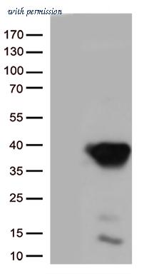 OriGene TA813274S image 1