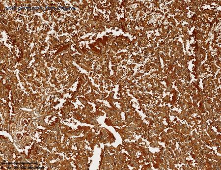 OriGene TA813335 image 1