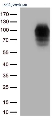 OriGene TA813366S image 1