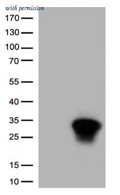 OriGene TA813404S image 1