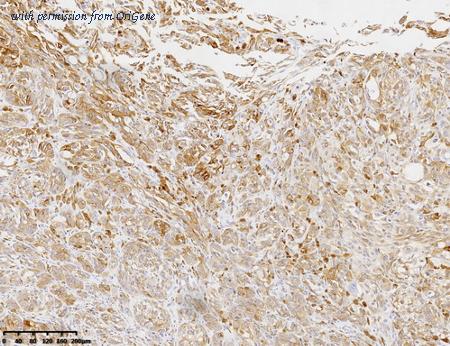 OriGene TA813599 image 1