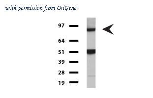 OriGene UM500026CF image 1
