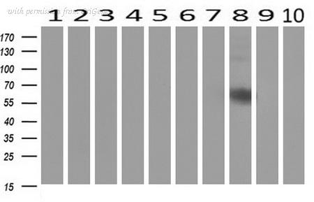 OriGene UM500071CF image 1
