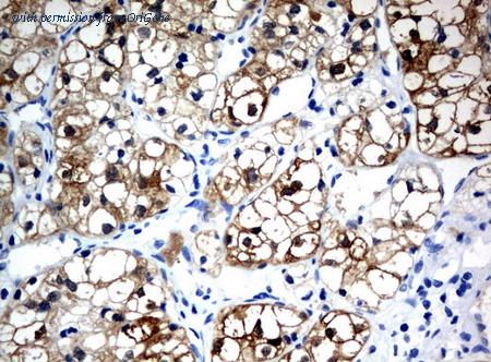 OriGene UM500085CF image 1