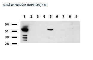 OriGene UM500088CF image 1