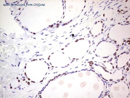 OriGene UM800057CF image 1