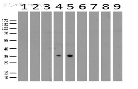OriGene UM800093CF image 1