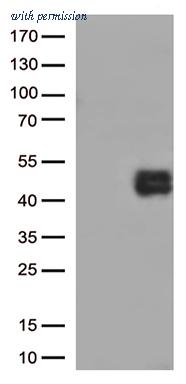 OriGene UM800153CF image 1