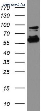 OriGene UM870049 image 1