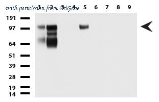 OriGene UM870051 image 1