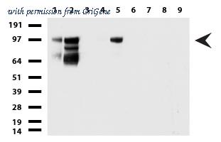 OriGene UM870052 image 1