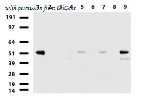 OriGene UM870070 image 1