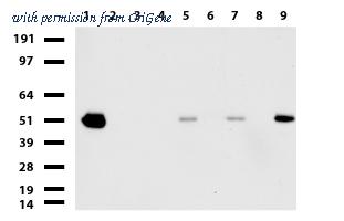 OriGene UM870071 image 1