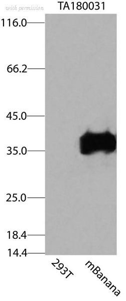 OriGene CF180031 image 1