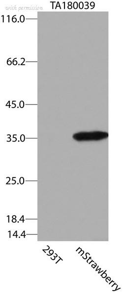 OriGene CF180039 image 1