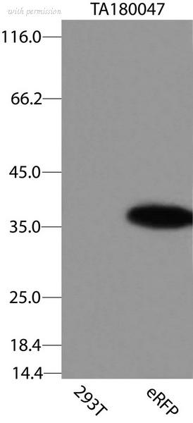 OriGene CF180047 image 1