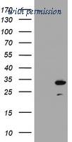 OriGene CF180062 image 1