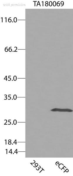 OriGene CF180069 image 1