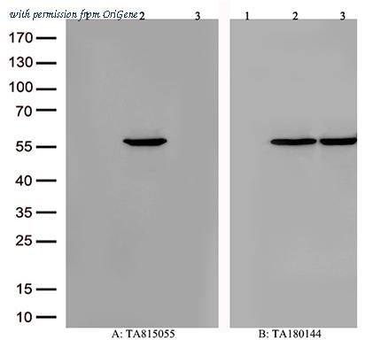 OriGene CF815055 image 1