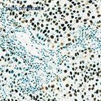 OriGene MO20014-100 image 1
