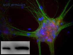OriGene MO22112-100 image 1