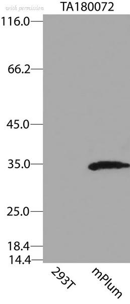 OriGene TA180072S image 1