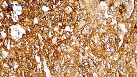 OriGene TA355216 image 1