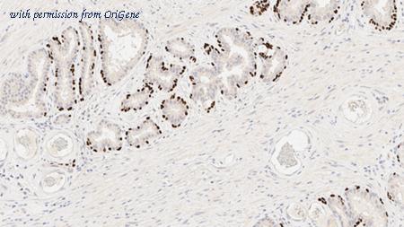 OriGene TA355330 image 1