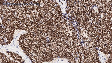 OriGene TA355352 image 1