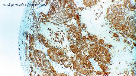 OriGene TA355354 image 1