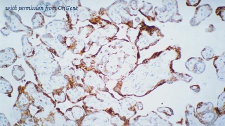 OriGene TA355357 image 1