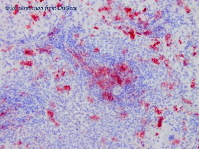 OriGene TA363853 image 1