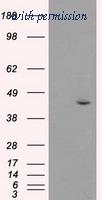 OriGene TA500075BM image 1