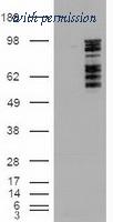 OriGene TA500076BM image 1