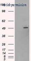 OriGene TA500196BM image 1