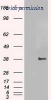 OriGene TA500226AM image 1