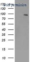 OriGene TA500386AM image 1