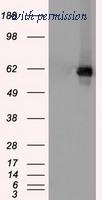 OriGene TA500390AM image 1