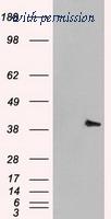 OriGene TA500468AM image 1