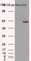 OriGene TA500570AM image 1