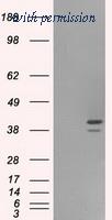 OriGene TA500674AM image 1