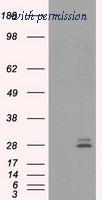 OriGene TA500718AM image 1