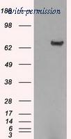 OriGene TA500759BM image 1