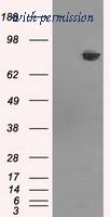 OriGene TA500760AM image 1