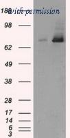 OriGene TA500799AM image 1