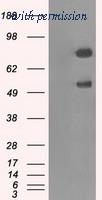 OriGene TA500846BM image 1