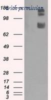 OriGene TA500855BM image 1