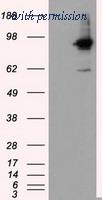 OriGene TA500896BM image 1