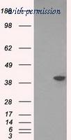 OriGene TA501170AM image 1